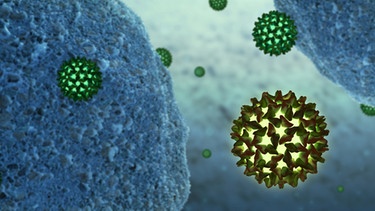 Hepatitis-B-Viren neben menschlichen Zellen. Hepatitis B, eine der häufigsten Virusinfektionen weltweit | Bild: picture-alliance/dpa